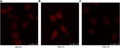 Effect of cyclic substituents on the anti-cancer activity and DNA interaction of ruthenium(II) bis-phenanthroline dipyridoquinoline